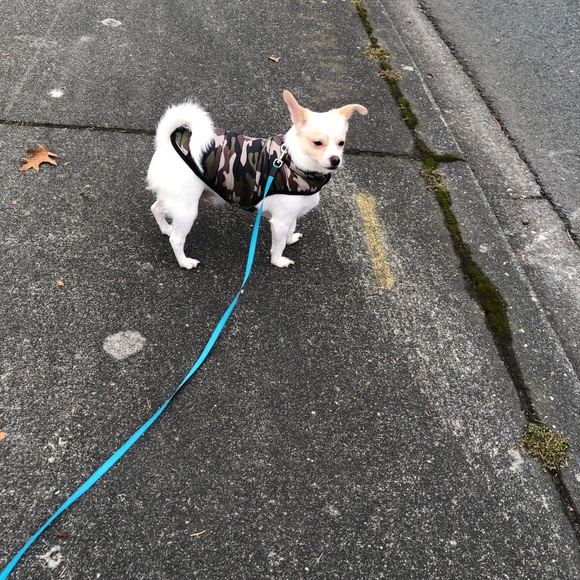 Hi I’m Julie, joined by Princess and Cody ♥️ - Picture 5 of 7